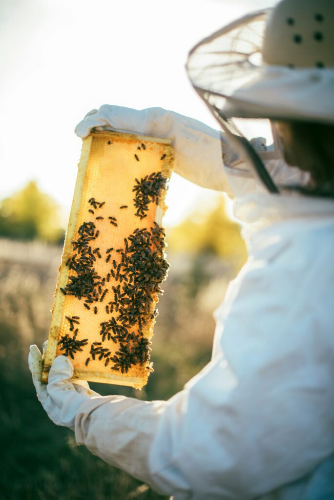 Tenue d'apiculture et cadre de ruche couvert d'abeilles lors d'une récolte au rucher