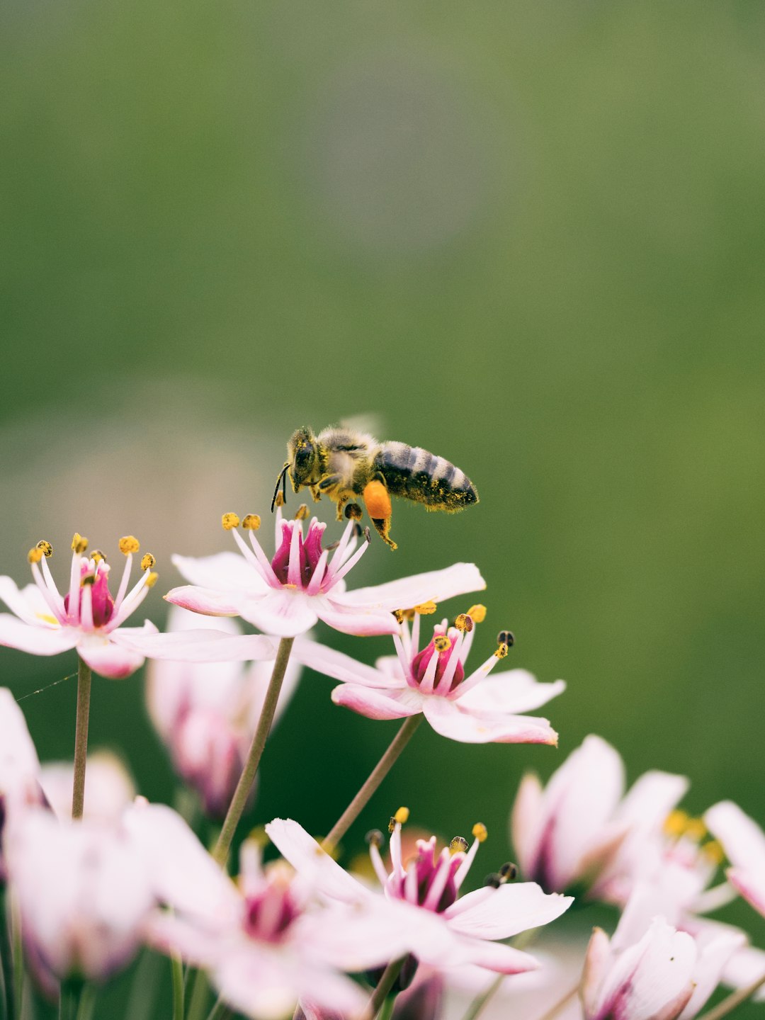 Home Abeille butinant une fleur